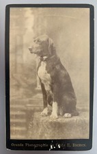 Cdv Chien Dog Chien De Chasse