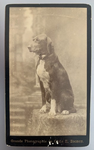 Cdv chien dog chasse - cdv,