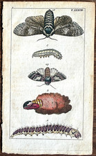 Rare 1797 Wilhelms CARPENTER