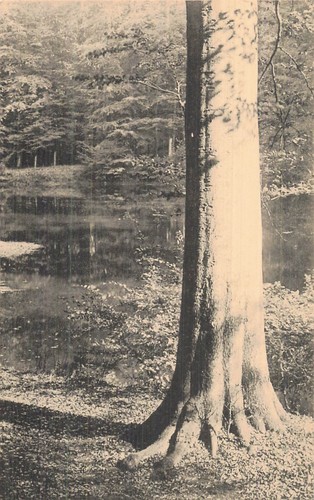Belgique boitsfort foret - belgique,