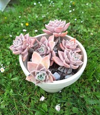 Graptoveria 'Fantôme' easy