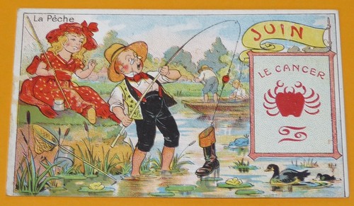 Chromo 1890 1905 chicoree - 1890-1905,
