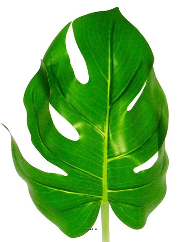 Feuille philodendron 56 - feuille, h