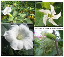 +50 GRAINES DATURA BLANC EN