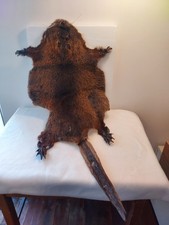 Natural Ragondina Skin - With Legs, Claws, Head and Tail