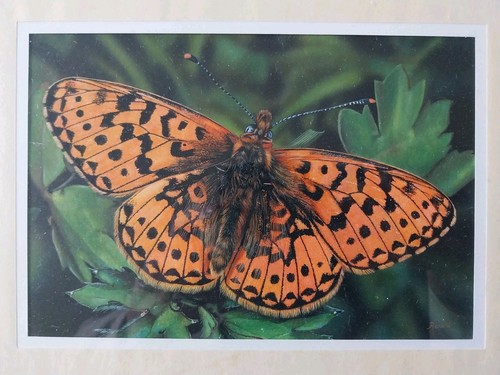 Peinture papillon authentique - papillon,
