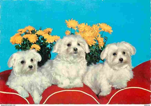 Carte postale animaux - postale,