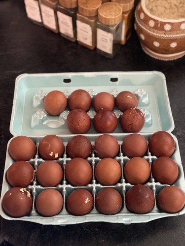 French black copper marans - 16,