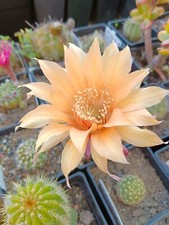 Cactus, plantes grasses : echinopsis parfumé "Mister Punch", diamètre 3 cm