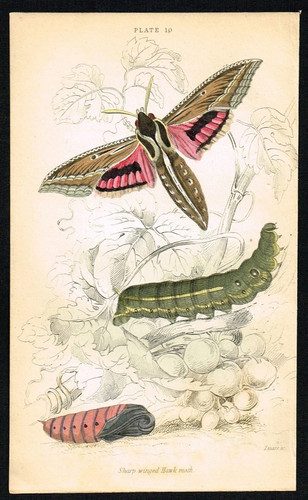 1836 spurge hawk moth with - spurge,