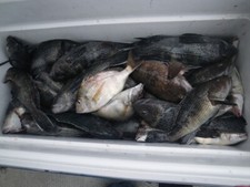 Hand Tied Black Sea Bass Fishing Rigs VMC Hooks Ling Porgy Cod