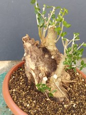 Bonsaï olivier 30 x 20 cm en