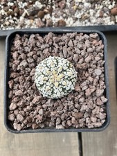 Astrophytum Asterias V Type
