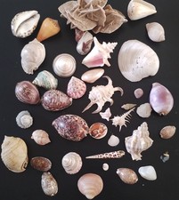 Beau lot de coquillages, rose