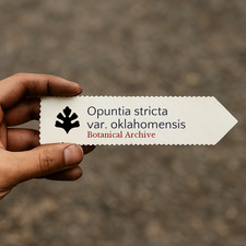 Opuntia stricta var