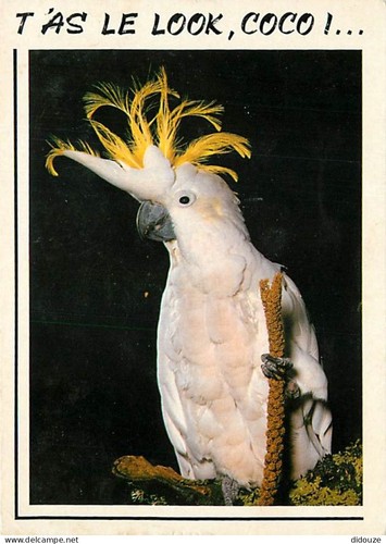 Carte postale animaux - postale,