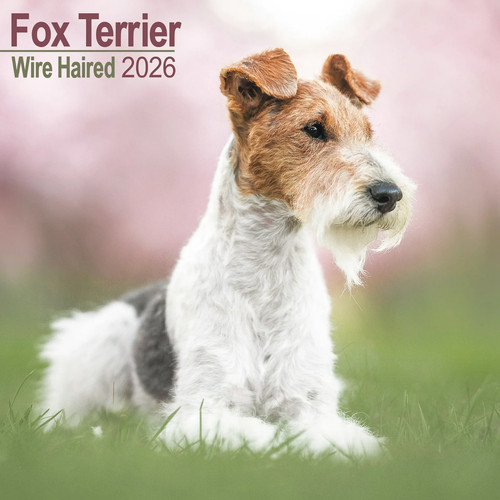 Calendrier 2026 fox terrier - -,
