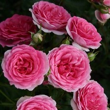 Rosa Rigo Rosen® 'Amica' - Rosier hybride Kordes - Fleurs doubles roses