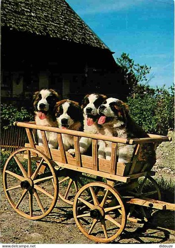 Carte postale animaux - postale,