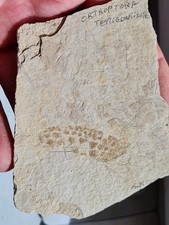 Insecte fossile: Aile de