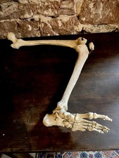 Ancienne Jambe Squelette