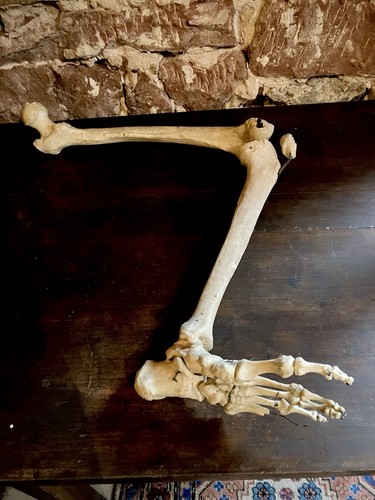 Ancienne jambe squelette - jambe,