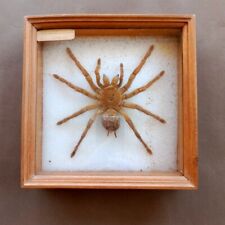 GORGEOUS NATURALIZED MYGALE GUIANA PRESENTED IN WOOD AND GLASS FRAME