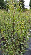Salix matsudana 'Tortuosa