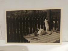 1941 WWII Photo Eternity Autarchy Angora Bunnies