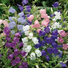 CCampanule à Grosse Fleur |