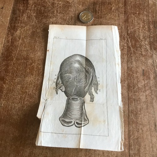 Ancienne gravure anatomie n97 - gravure,