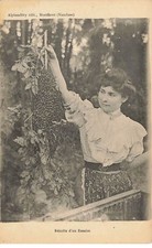 Montfavet - Bee - Swarm Harvest