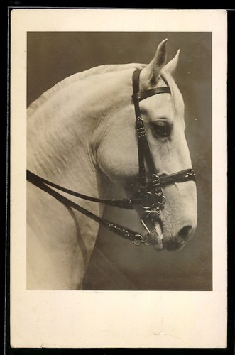 Vienne école équitation - vienne,,
