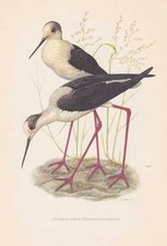 Échasse Blanche Himantopus Impression Couleur De 1953 Strandreiter Riemenfuß