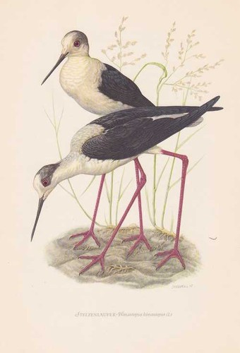 échasse blanche himantopus - blanche,
