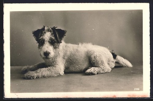 Carte postale chiot terrier