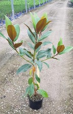 Magnolia grandiflora