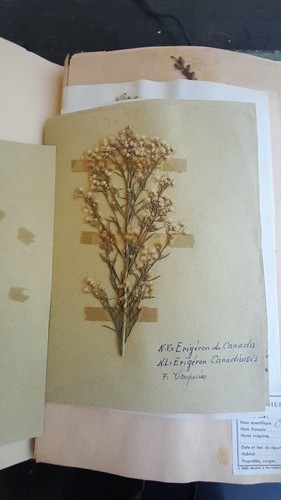 Lot planche herbier plantes - de,