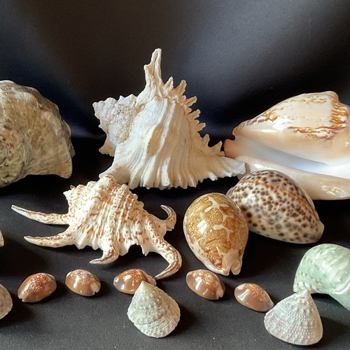 Lot coquillages - lot,