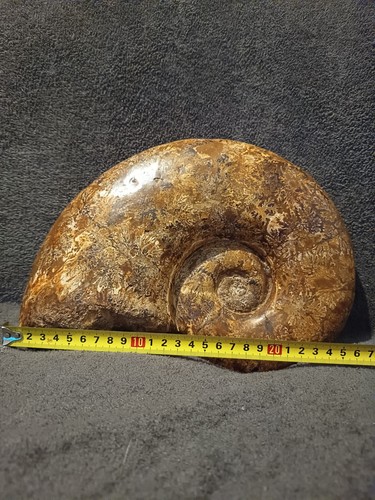 Belle ammonite fossile - , de