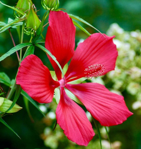 Hibiscus coccineus red - coccineus,