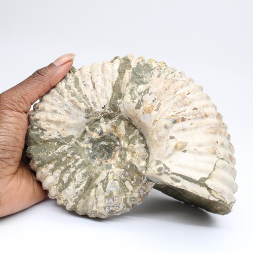 Ammonite douvilleiceras - ammonite,