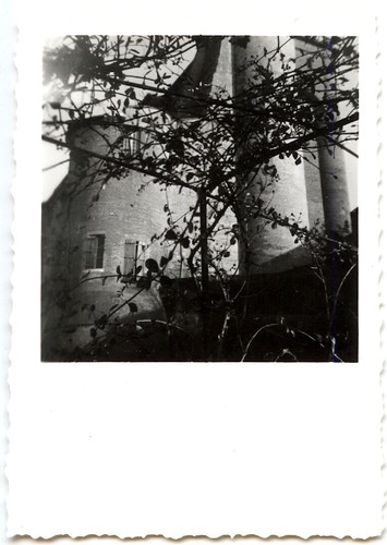 Végétation rosiers château