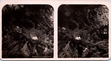Cattle's nest (bird) with 5 eggs, vintage print, ca.1910, stereo print vi
