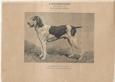 Antique print BASTARD DOG ANGLO GASCON SAINTONGEOIS 1890 ca Antique print dogs