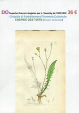 XIX ème - CREPIDE DES TOITS