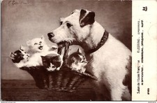 23757 postcard fantasy - dog - cats