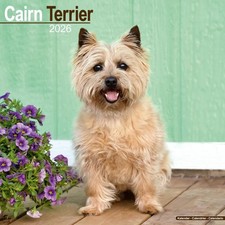 CALENDRIER  CAIRN TERRIER 2026