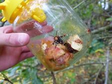 Lot de 5 pièges à frelon asiatique sélectifs OkyBee – Efficaces, réutilisables