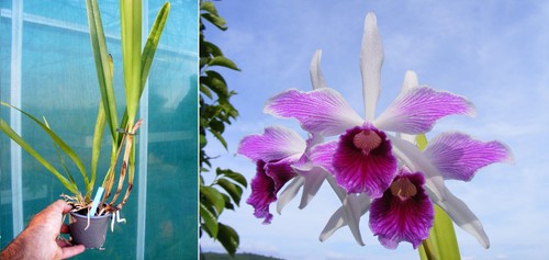 Laelia purpurata var - ., striata